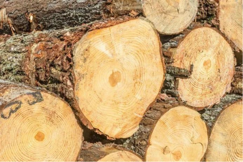 2021愛木周丨堅持綠色經營，918博天堂在木材可持續發展道路上闊步前行